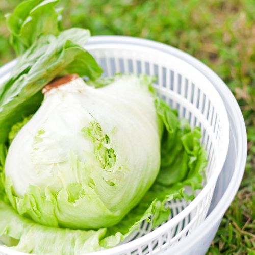 Cuisine Essoreuse à salade : l’ustensile miracle que votre cuisine attendait !